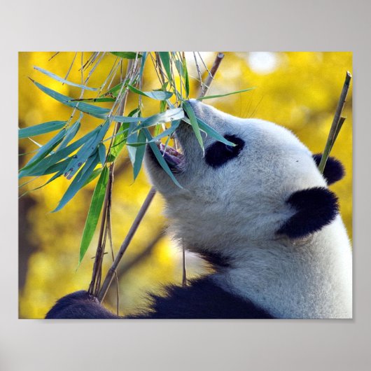 Panda Bear frisst Bamboo Poster (Vorne)