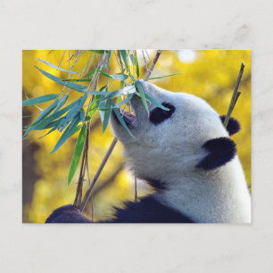 Panda Bear frisst Bamboo Postkarte
