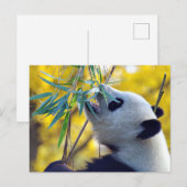 Panda Bear frisst Bamboo Postkarte (Vorne/Hinten)