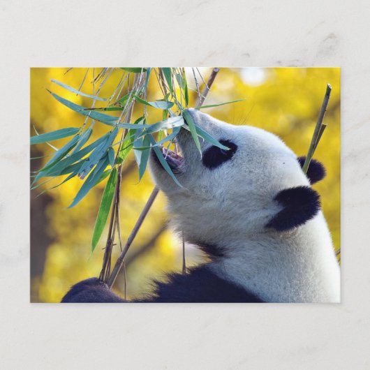 Panda Bear frisst Bamboo Postkarte (Vorderseite)