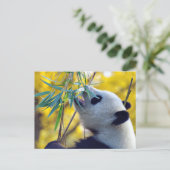 Panda Bear frisst Bamboo Postkarte (Stehend Vorderseite)