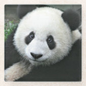 Panda Bear Glasuntersetzer (Vorderseite)