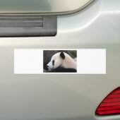 Panda Bear Hugs Autoaufkleber (Auf Auto)