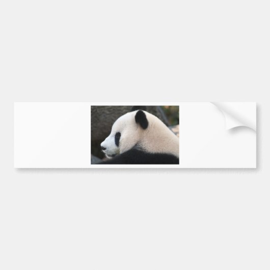 Panda Bear Hugs Autoaufkleber (Vorne)
