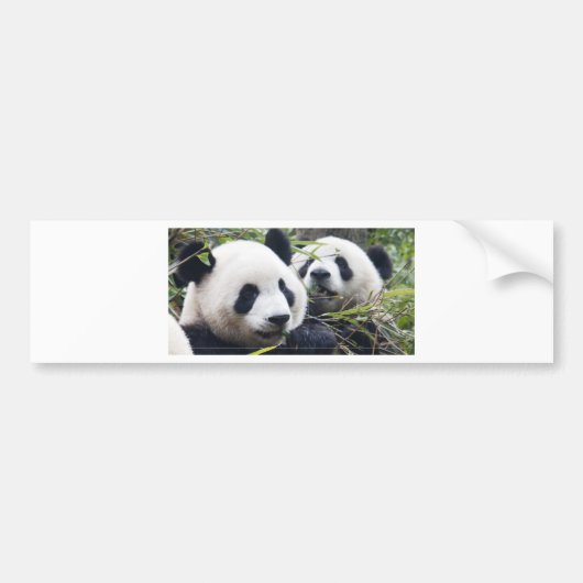 Panda Bear Hugs Autoaufkleber (Vorne)