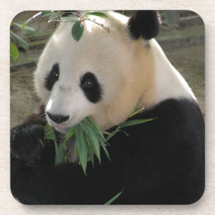Panda Bear Hugs Getränkeuntersetzer