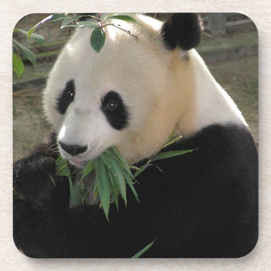 Panda Bear Hugs Getränkeuntersetzer (Vorderseite)
