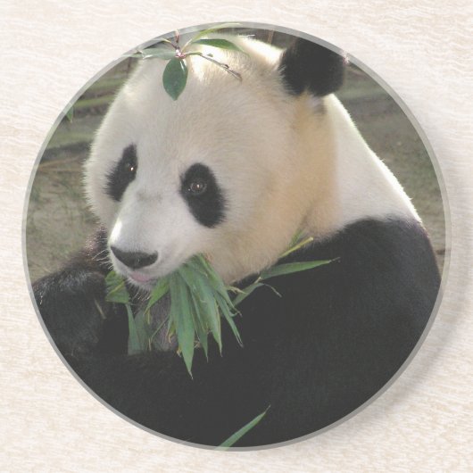 Panda Bear Hugs Getränkeuntersetzer (Vorne)