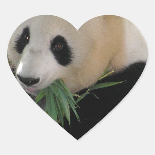 Panda Bear Hugs Herz-Aufkleber (Vorderseite)