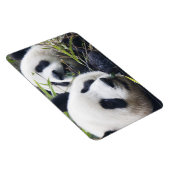 Panda Bear Hugs Magnet (Rechte Seite)