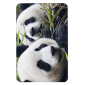 Panda Bear Hugs Magnet (Vertikal)