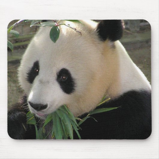 Panda Bear Hugs Mousepad (Vorne)