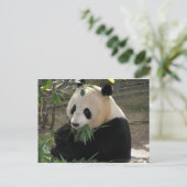 Panda Bear Hugs Postkarte (Stehend Vorderseite)