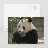 Panda Bear Hugs Postkarte (Vorne/Hinten)