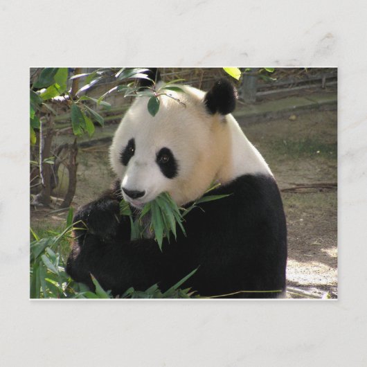 Panda Bear Hugs Postkarte (Vorderseite)