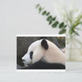 Panda Bear Hugs Postkarte (Stehend Vorderseite)