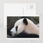 Panda Bear Hugs Postkarte (Vorne/Hinten)