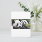 Panda Bear Hugs Postkarte (Stehend Vorderseite)