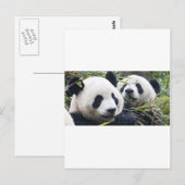Panda Bear Hugs Postkarte (Vorne/Hinten)
