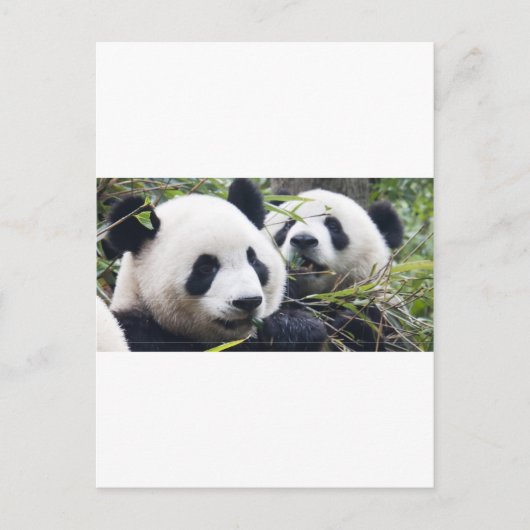 Panda Bear Hugs Postkarte (Vorderseite)