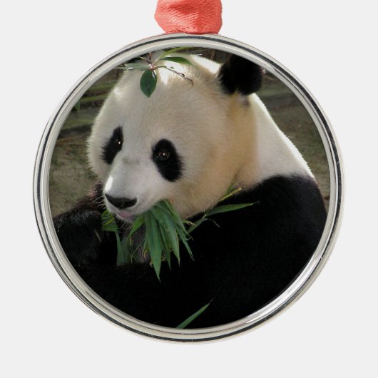 Panda Bear Hugs Silbernes Ornament (Vorne)