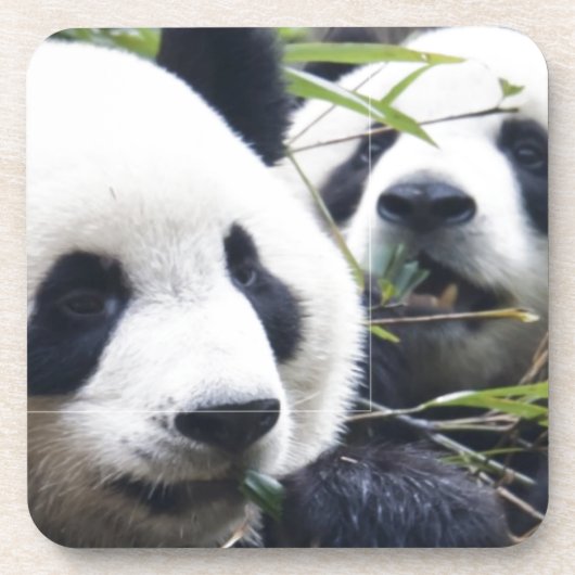 Panda Bear Hugs Untersetzer (Vorderseite)