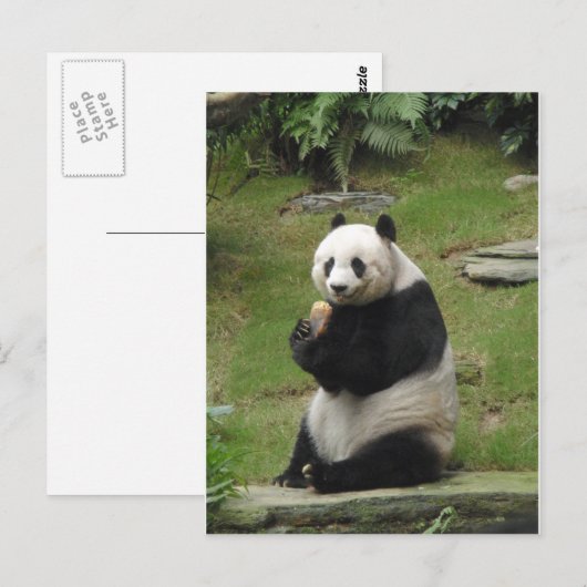 Panda Bear isst Bambus Postkarte (Vorne/Hinten)