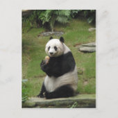 Panda Bear isst Bambus Postkarte (Vorderseite)
