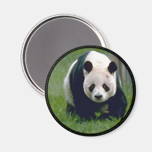 Panda Bear Magnet (Vorderseite/Rückseite)
