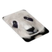 Panda Bear Magnet (Rechte Seite)