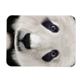 Panda Bear Magnet (Horizontal)