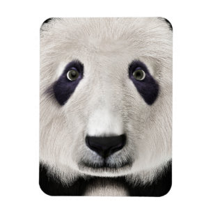 Panda Bear Magnet