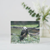 Panda Bear Memphis Zoo Postcard Postkarte (Stehend Vorderseite)
