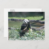 Panda Bear Memphis Zoo Postcard Postkarte (Vorne/Hinten)