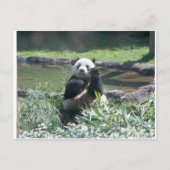 Panda Bear Memphis Zoo Postcard Postkarte (Vorderseite)