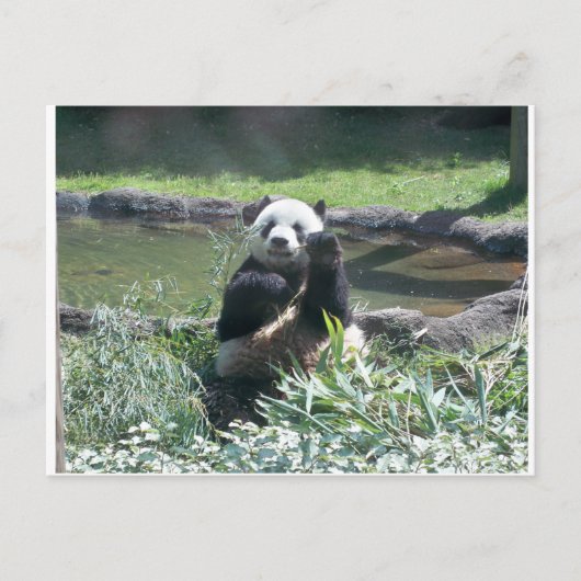 Panda Bear Memphis Zoo Postcard Postkarte (Vorderseite)