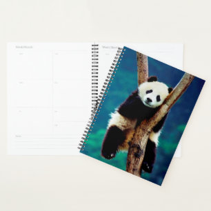 Panda Bear Planer