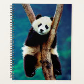 Panda Bear Planer (Vorderseite)