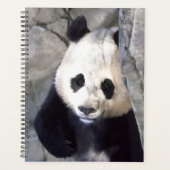 Panda Bear Planer (Vorderseite)