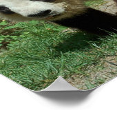 Panda Bear Poster (Ecke)