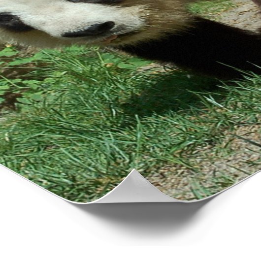 Panda Bear Poster (Ecke)