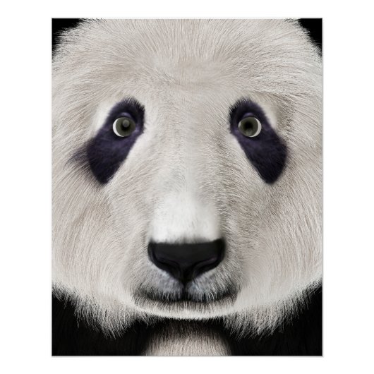 Panda Bear Poster (Vorderseite)