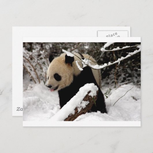 Panda Bear Postkarte (Vorne/Hinten)