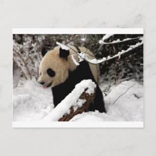 Panda Bear Postkarte