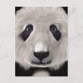 Panda Bear Postkarte (Vorderseite)