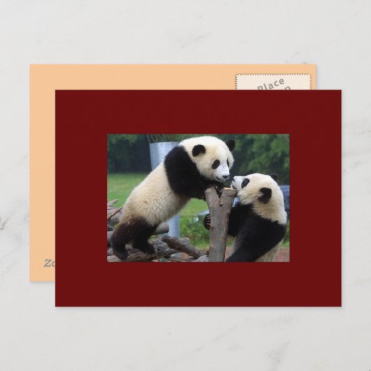 PANDA BEAR POSTKARTE (Vorne/Hinten)