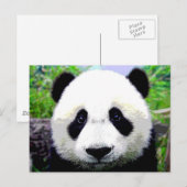 Panda Bear Postkarte (Vorne/Hinten)