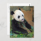 Panda Bear Postkarte (Vorne/Hinten)