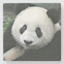 Panda Bear