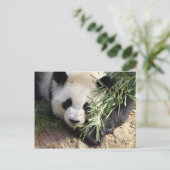 Panda Bear @ Zoo Atlanta Postkarte (Stehend Vorderseite)